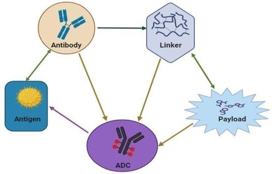 Development of Antibody-Drug Conjugate Components