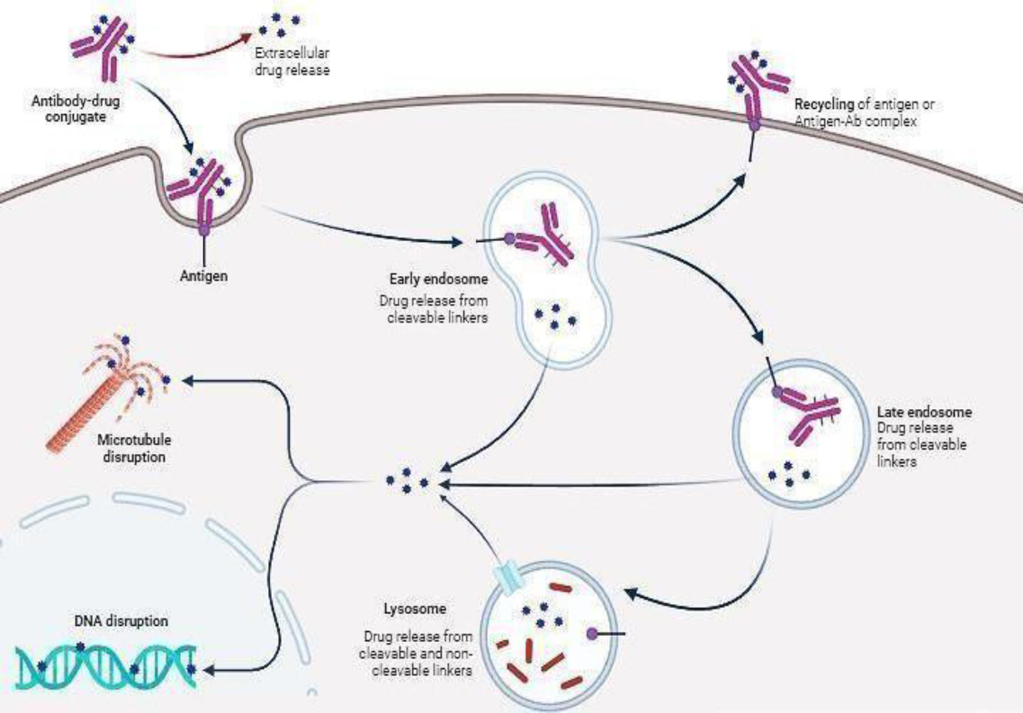 Process of ADC internalisation, payload release, and cytotoxicity within target cells