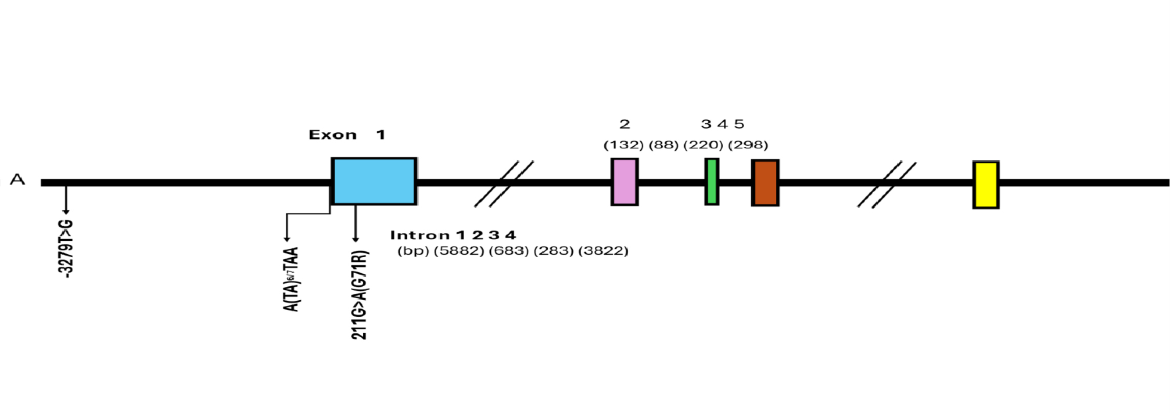 Structure of UGT1A1 Gene